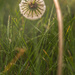 dewy macro morning