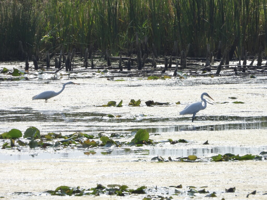 egret scene by amyk