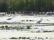 18th Sep 2024 - egret scene