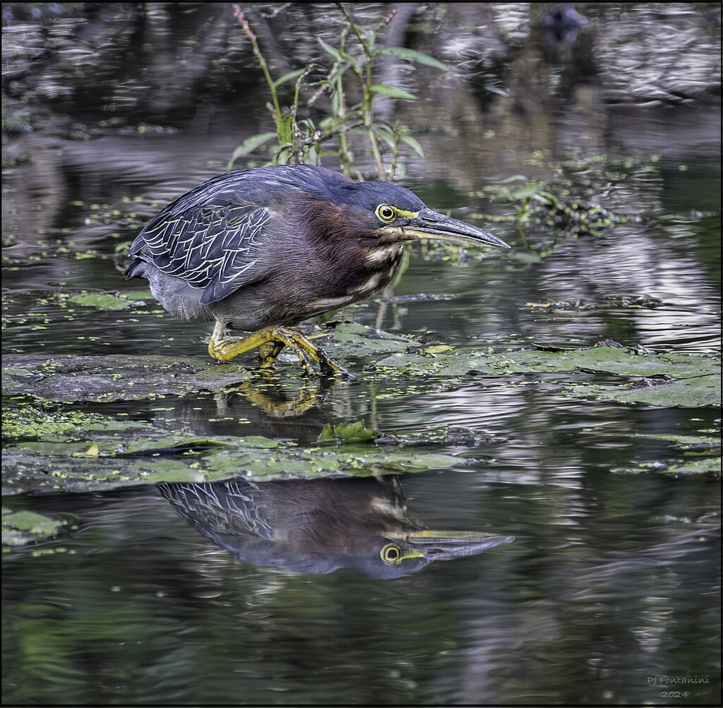 Heron on the Hunt by bluemoon