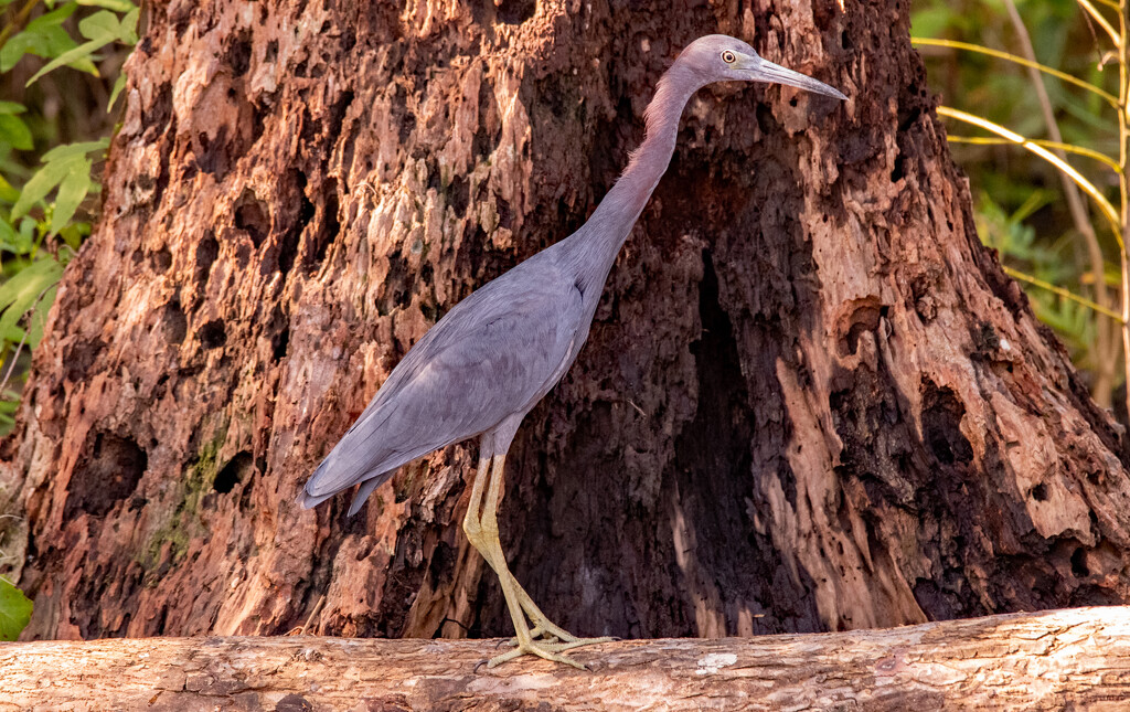 Little Blue Heron! by rickster549