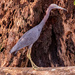 Little Blue Heron! by rickster549