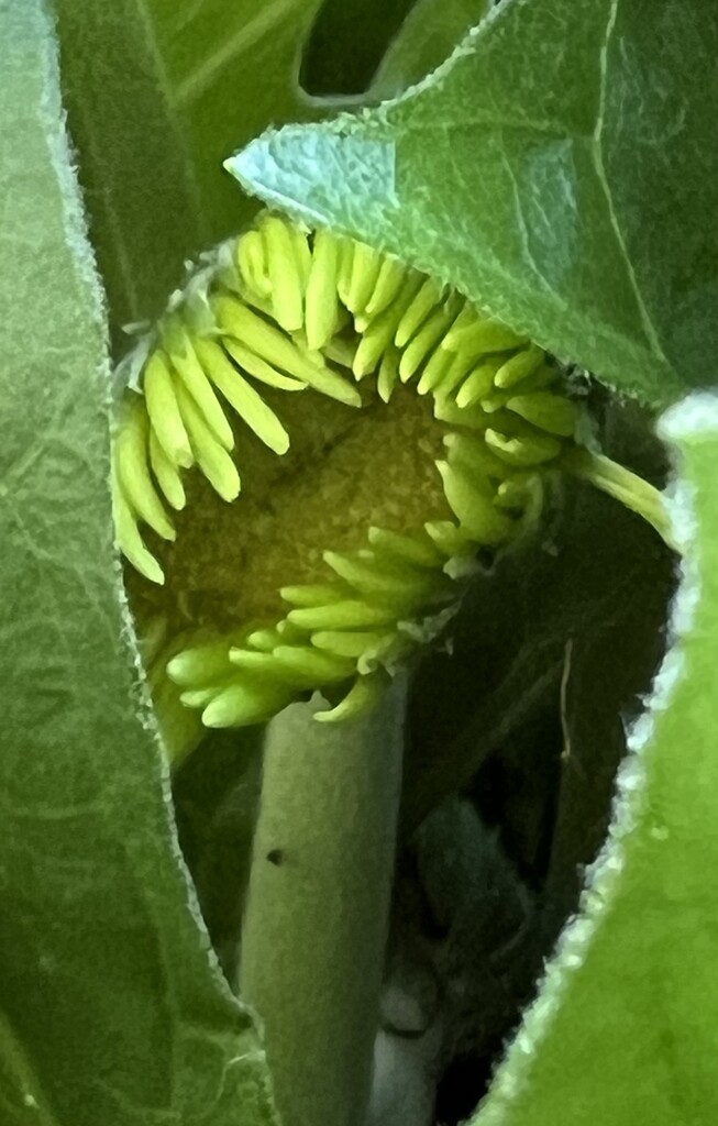 Baby Gerbera by sjgiesman