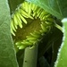 Baby Gerbera by sjgiesman