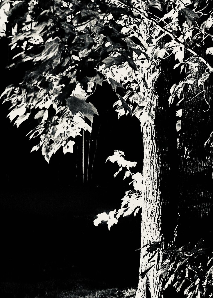 Sidelit Tree At Night by rickaubin