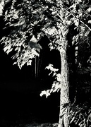 18th Sep 2024 - Sidelit Tree At Night