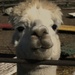 CRANKY LLAMA