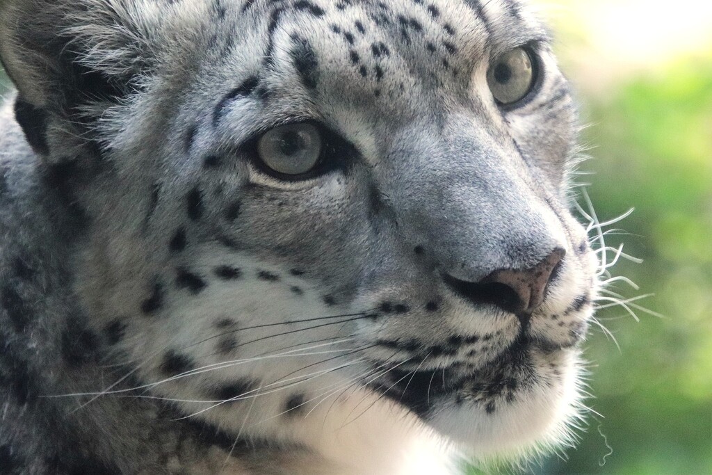 Up Close With A Snow Leopard by randy23