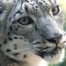 Up Close With A Snow Leopard