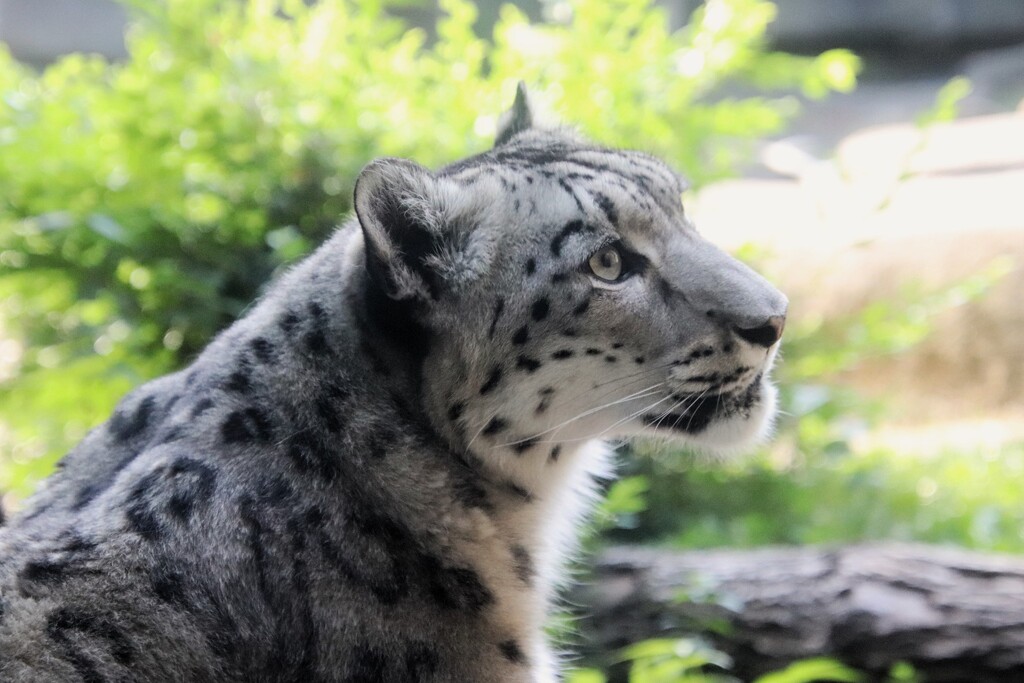 Snow Leopard Profile by randy23