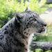 Snow Leopard Profile