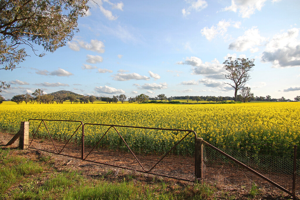 Canola - from a new perspective by leggzy