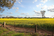 19th Sep 2024 - Canola - from a new perspective