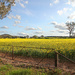 Canola - from a new perspective by leggzy