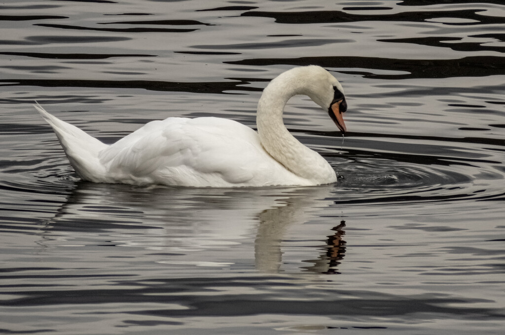 Swan in Prague by koalagardens