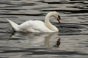 18th Sep 2024 - Swan in Prague