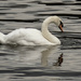 Swan in Prague by koalagardens