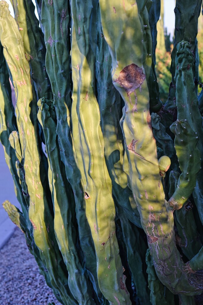 9 15 Light and Shadow on Cactus by sandlily