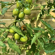 19th Sep 2024 - Fried green tomatoes… 