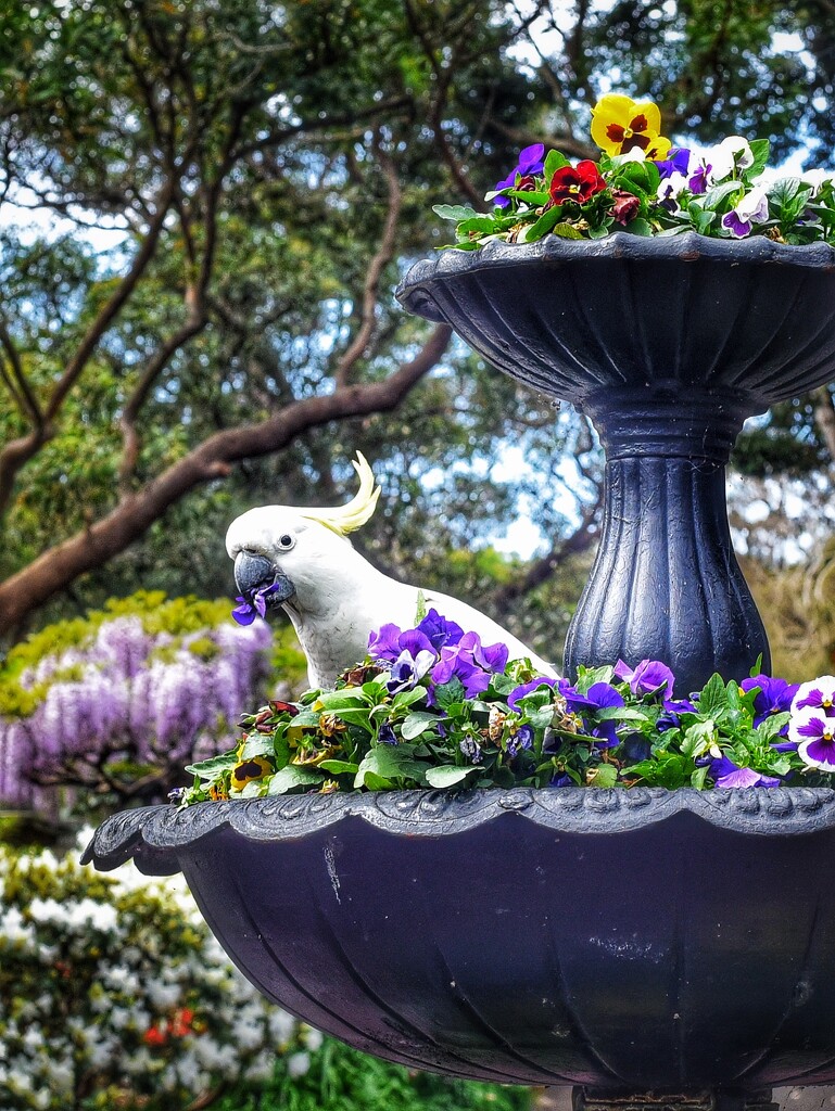 Cockatoo having an early lunch.  by johnfalconer