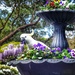 Cockatoo having an early lunch. 