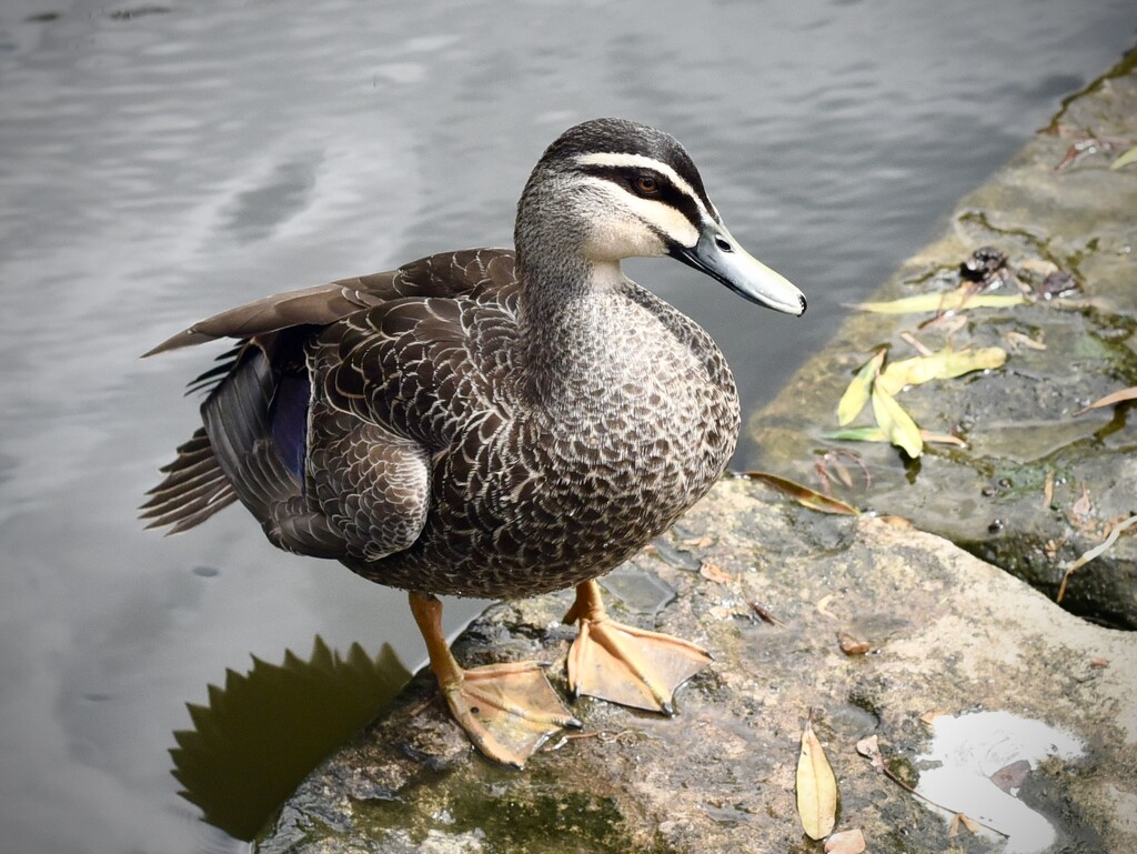 Pacific Black Duck by johnfalconer