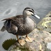 Pacific Black Duck by johnfalconer