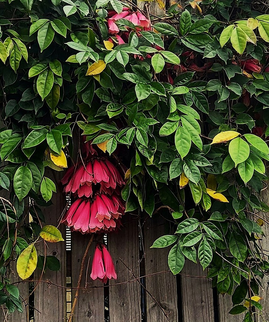 New Guinea Trumpet Vine ~ by happysnaps