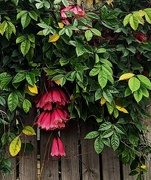 19th Sep 2024 - New Guinea Trumpet Vine ~