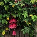 New Guinea Trumpet Vine ~ by happysnaps