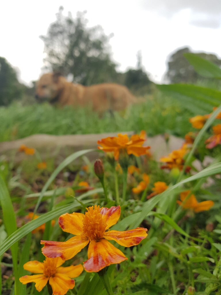 Grey sky. Jewel flowers.  by eleanor