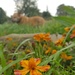 Grey sky. Jewel flowers. 