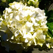 19th Sep 2024 - Hydrangea 