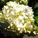 Hydrangea  by beryl