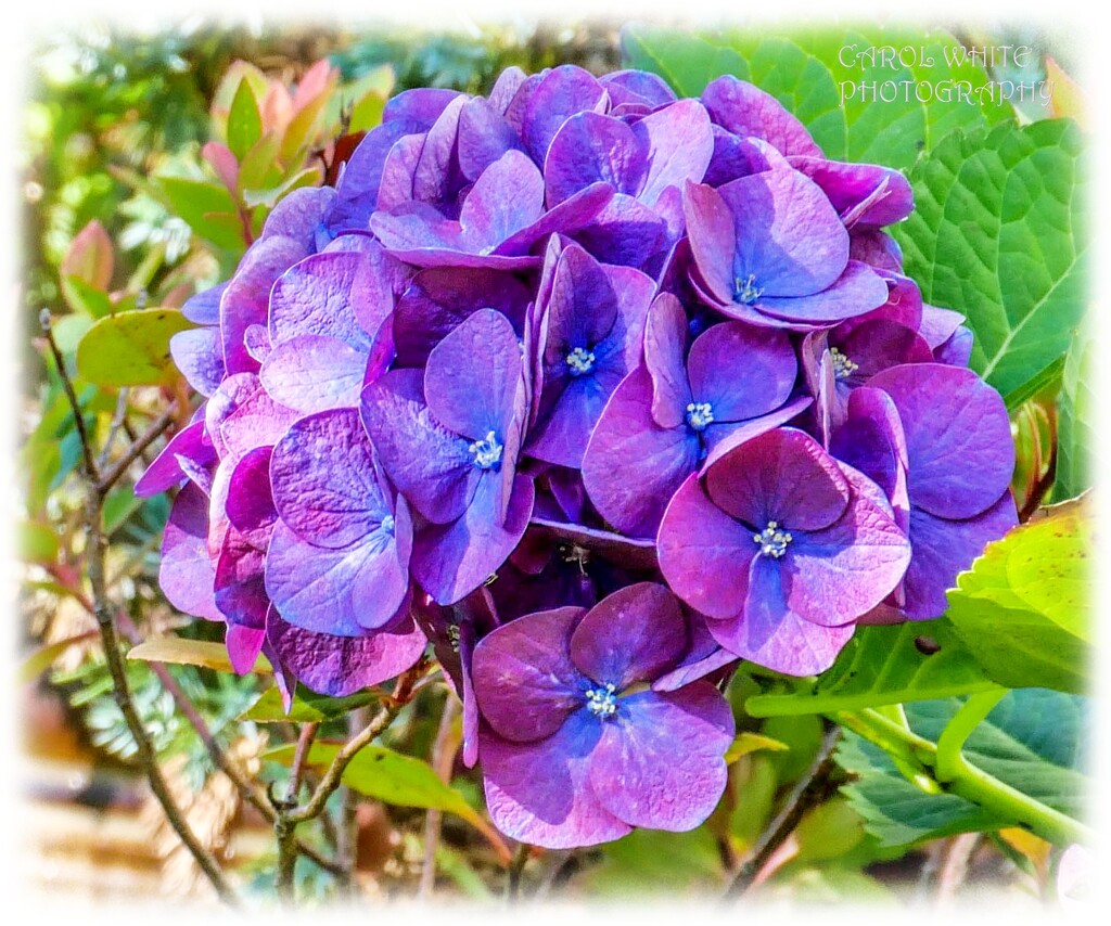 My New Hydrangea by carolmw