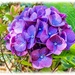 My New Hydrangea by carolmw