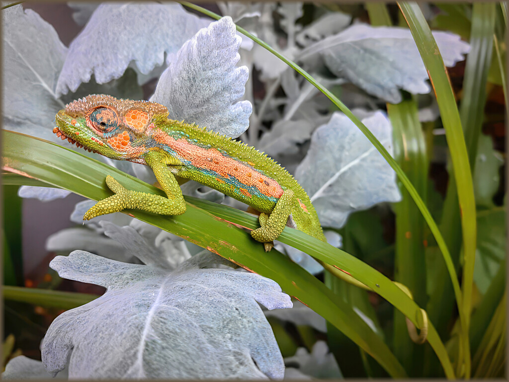 Keeping a beady eye on me by ludwigsdiana