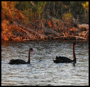 19th Sep 2024 - Black Swans