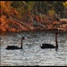 Black Swans by elf