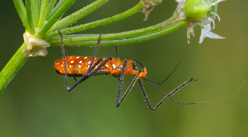 Milkweed Assassin Bug on Garlic Chive Globe by peachfront