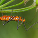 Milkweed Assassin Bug on Garlic Chive Globe