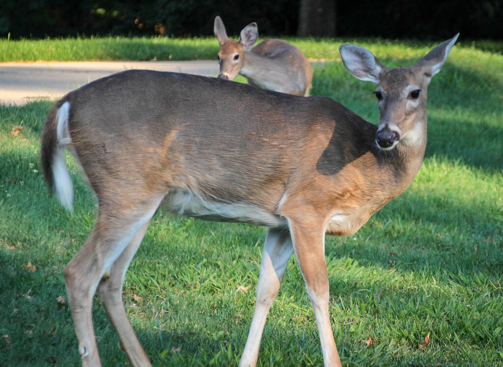 Two sweet looking deer by mittens