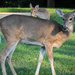 Two sweet looking deer by mittens