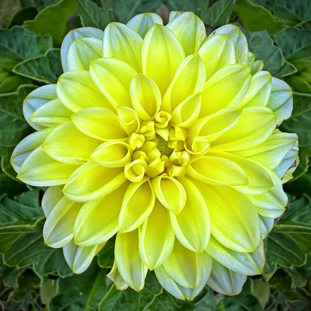 Dahlia #4 by shutterbug49