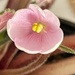 9 16 Pale Pink African Violet