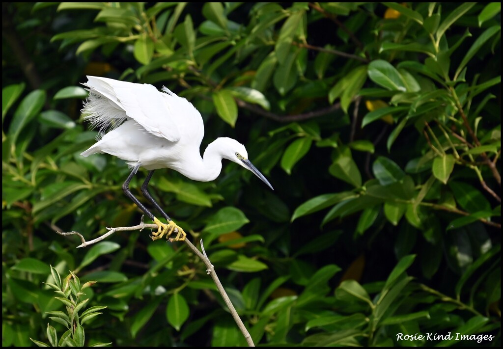 Clinging on at Gadespring by rosiekind