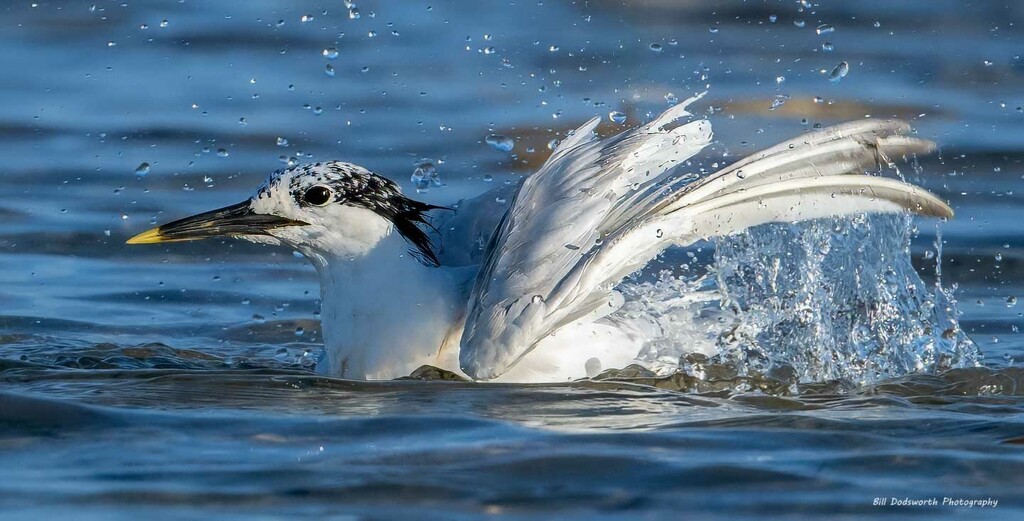 Bath time! by photographycrazy