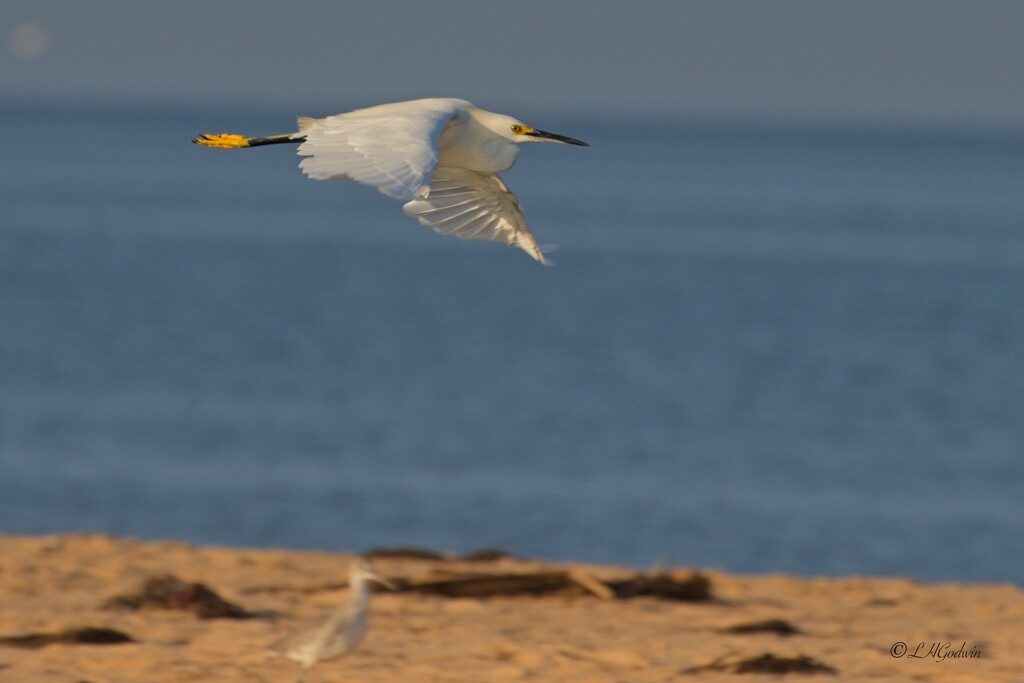 LHG_3711Snowy egret incoming flight to the spit by rontu