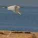 LHG_3711Snowy egret incoming flight to the spit