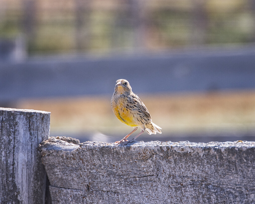 meadowlark by aecasey